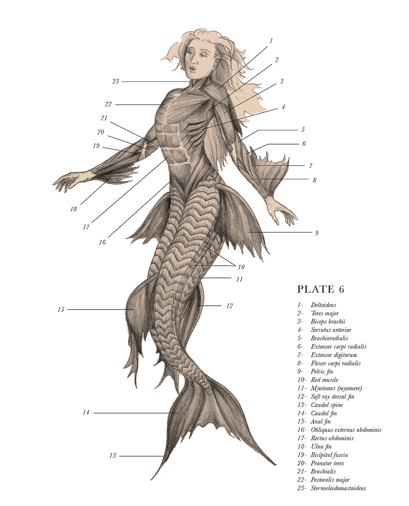 Illustration for article titled Mythological creatures are cooler when they're anatomically correct